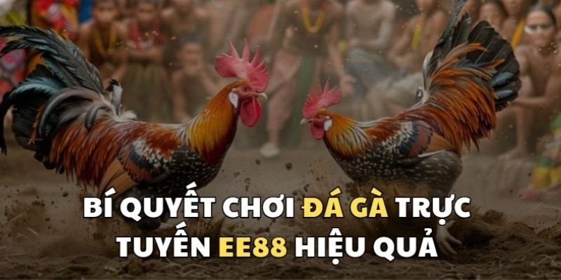 Những lưu ý cần biết để chơi Đá gà EE88 hiệu quả